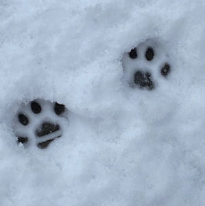 Meet your Posher, Sama